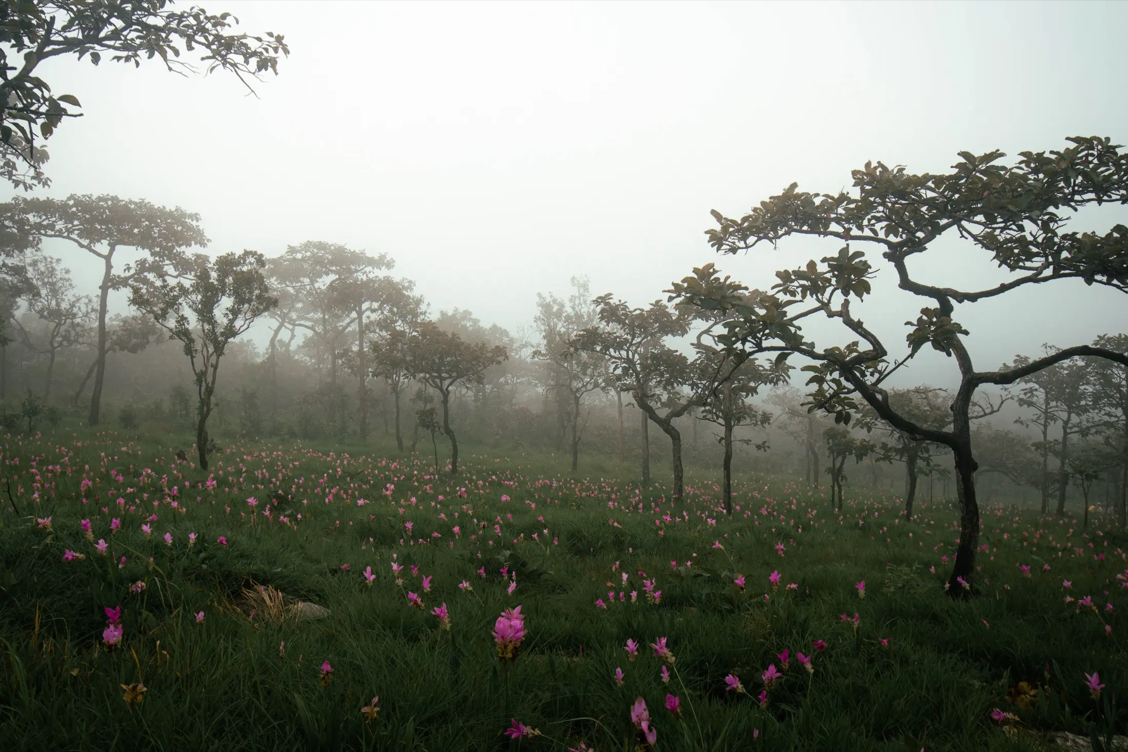 อุทยานแห่งชาติป่าหินงาม